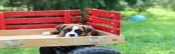 Boxer dogs for sale: Betty - Ad 4