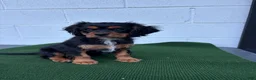Cavalier King Charles Spaniel dogs for sale: Starbucks  - Ad 3