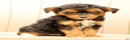 Morkie dogs for sale: Doogie - Ad 6