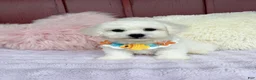 Bichon Frise dogs for sale: 🩵Nicky🩵 - Ad 7