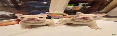 French Bulldog 1