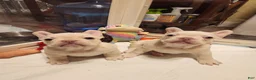 French Bulldog dogs for sale: French Bulldog 1 - Ad 1