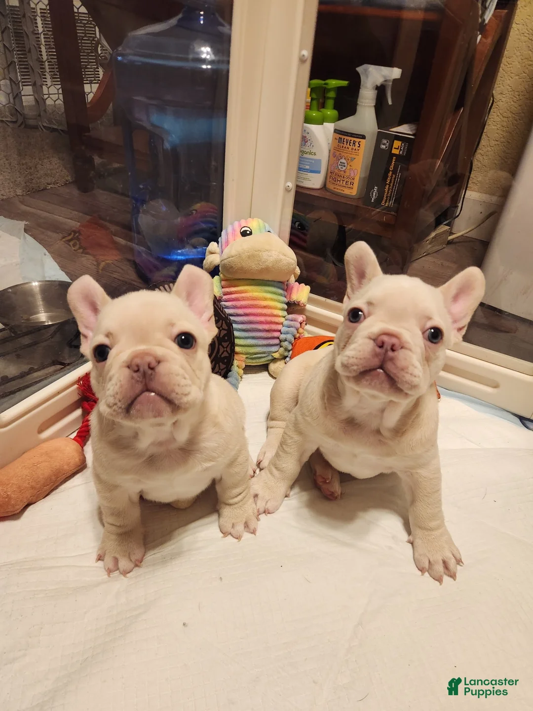French Bulldog dogs for sale: French Bulldog 1 - Ad 1