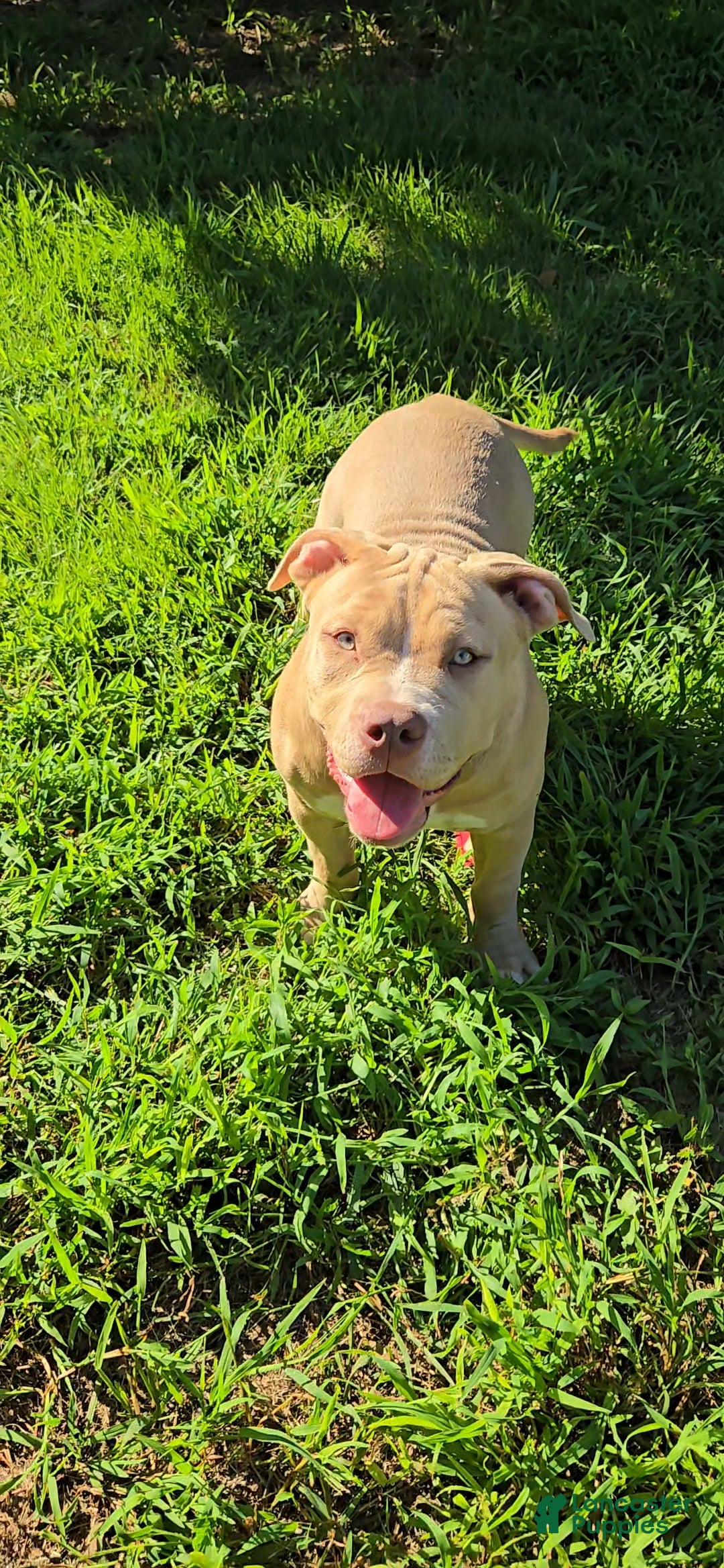 American Bully dogs Honey - Ad 1