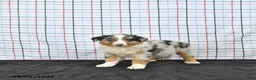 Australian Shepherd dogs for sale: Pixie - Ad 3