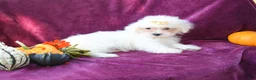 Maltese dogs for sale: Max - Ad 3