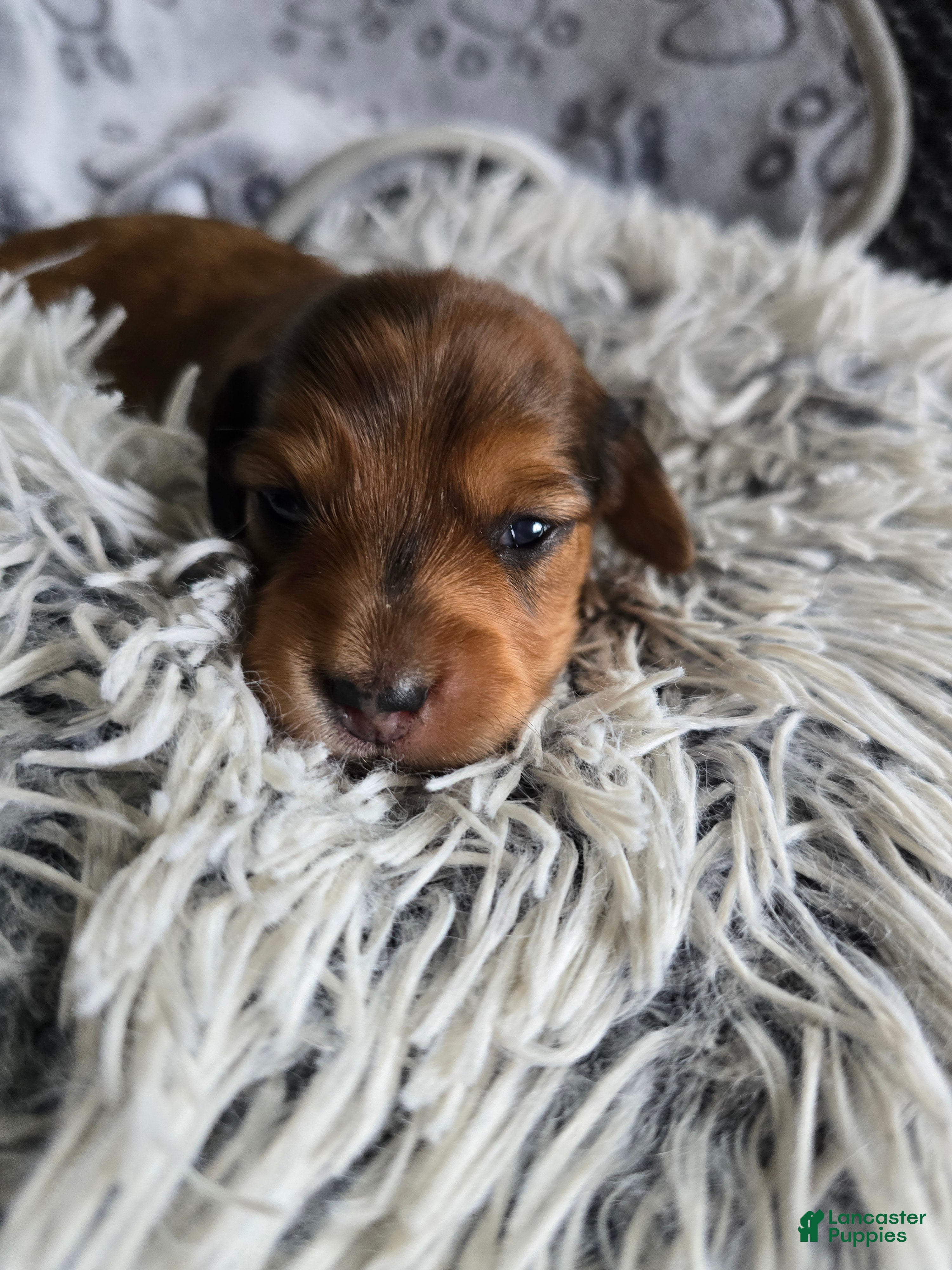 Miniature Dachshund dogs Deuce - Ad 2