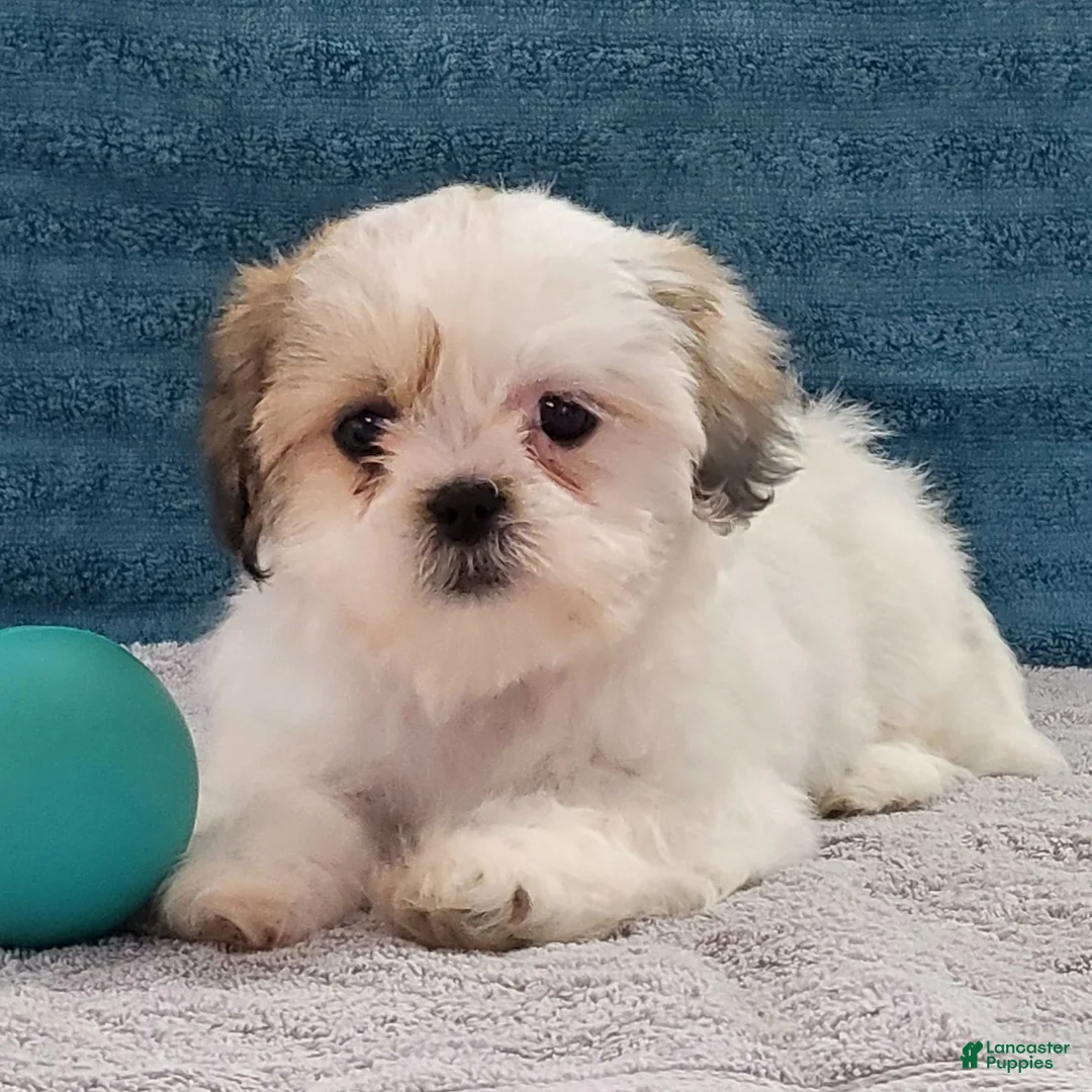 Teddy Bear dogs for sale: Lucky  - Ad 1