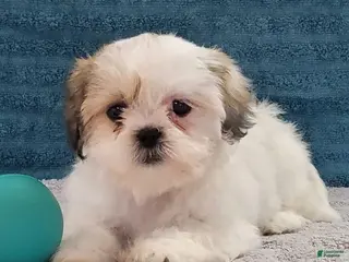 Teddy Bear dogs for sale: Lucky - Ad 4