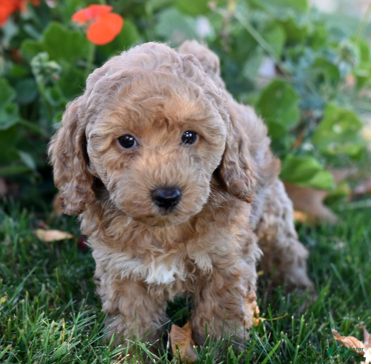 Bichpoo dogs for sale: Candy - Ad 2
