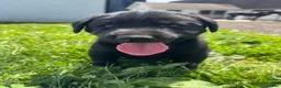 Labrador Retriever dogs for sale: Todd - Ad 4