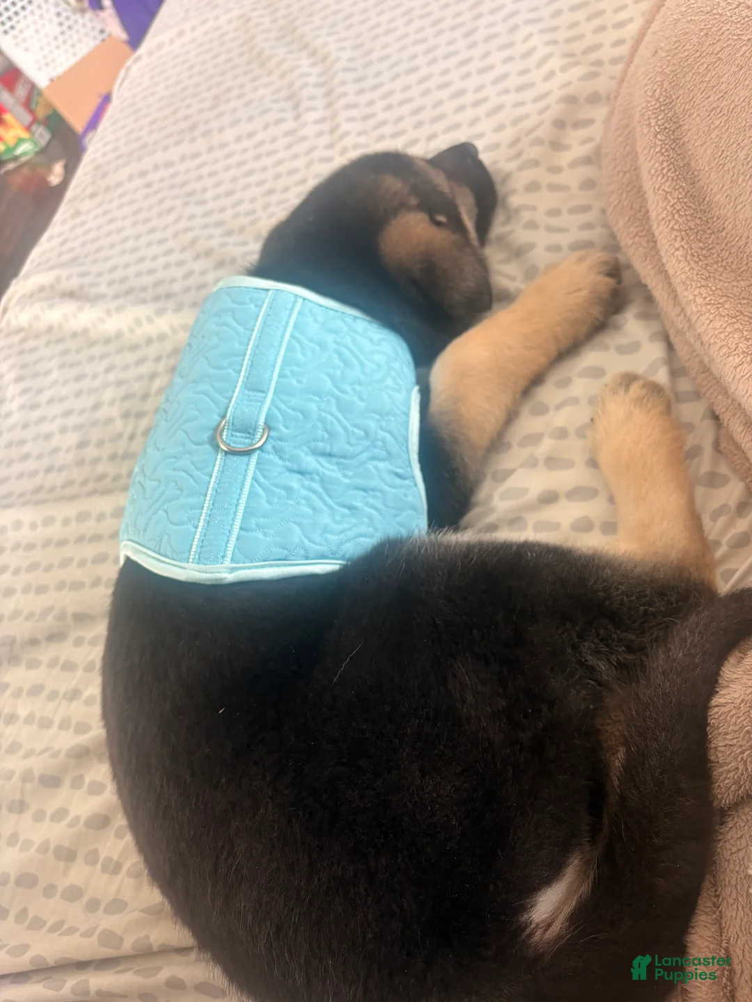 German Shepherd dogs for sale: Kaiser - Ad 4