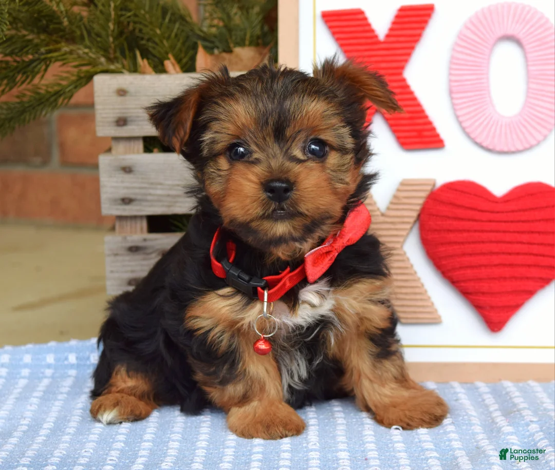 Yorkshire Terrier dogs for sale: Paisley  - Ad 8