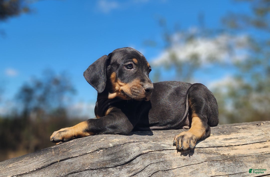 Catahoula Leopard Dog dogs for sale: Bug 2025 Female 2 - Ad 3