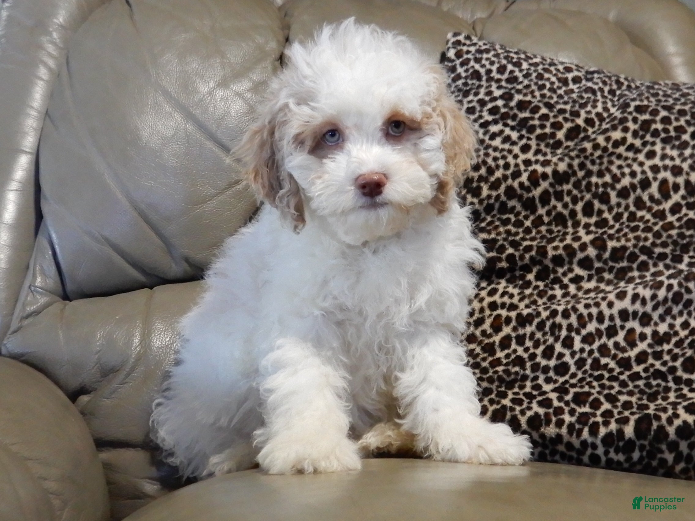 Cockapoo dogs Mickey - Ad 26