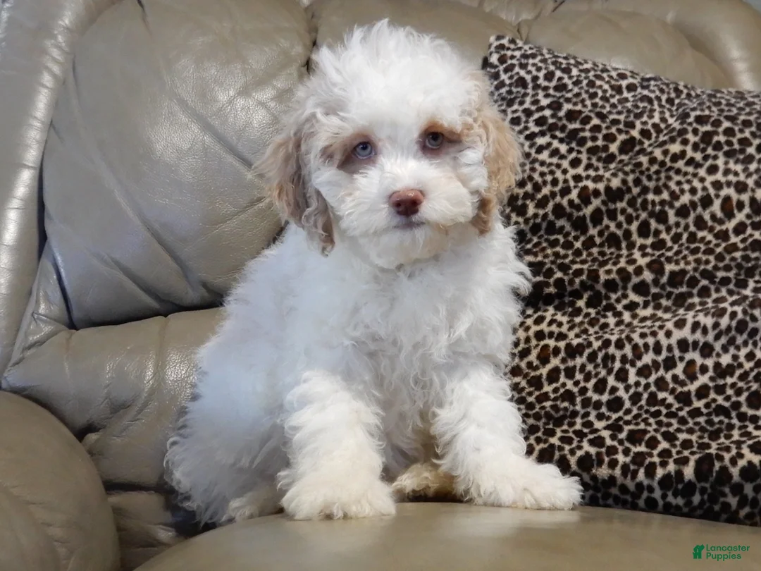 Cockapoo dogs for sale: Mickey - Ad 1