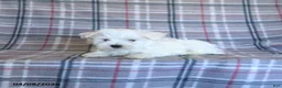 Maltese dogs for sale: Skippy - Ad 3