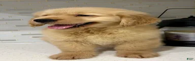 Golden Retriever 1