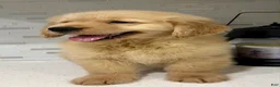 Golden Retriever dogs for sale: Golden Retriever 1 - Ad 1