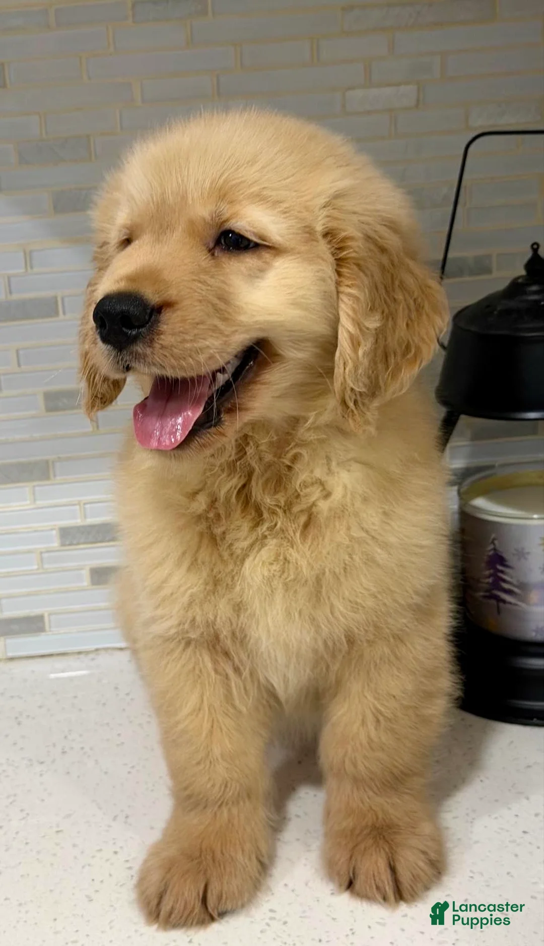 Golden Retriever dogs for sale: Golden Retriever 1 - Ad 1