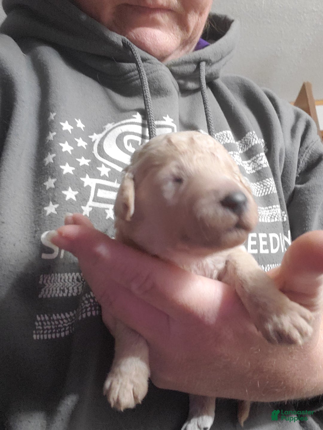 Goldendoodle dogs for sale: Goldendoodle Puppy 7 - Ad 1