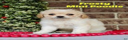 Miniature Poodle dogs for sale: Frosty - Ad 1