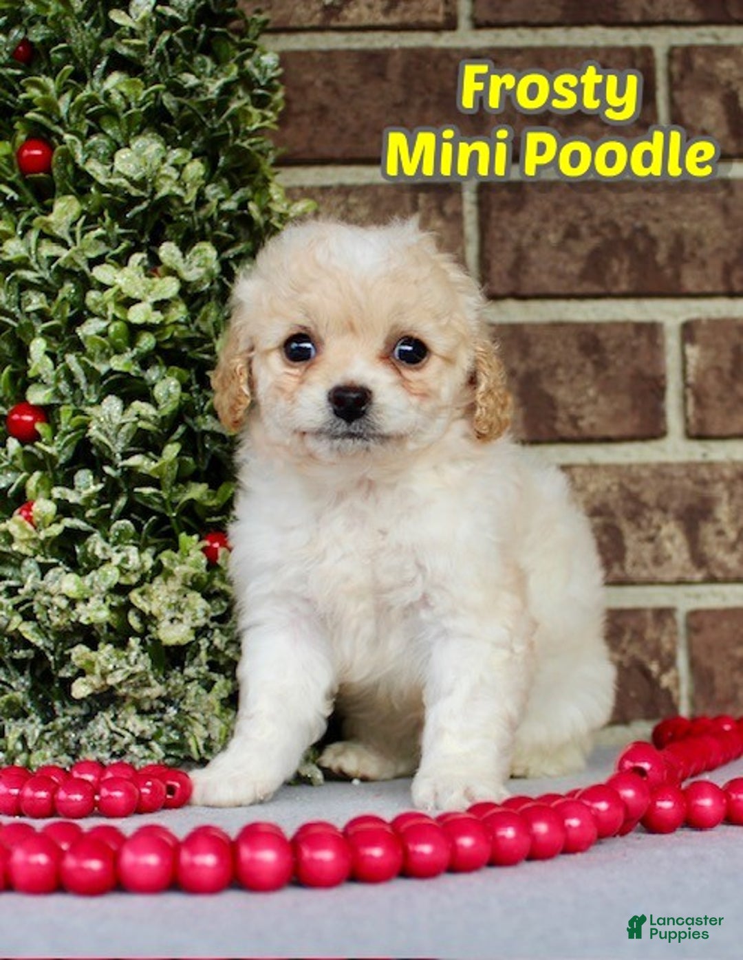Miniature Poodle dogs for sale: Frosty - Ad 1