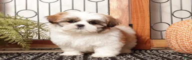 Aspen - ACA Shihtzu 
