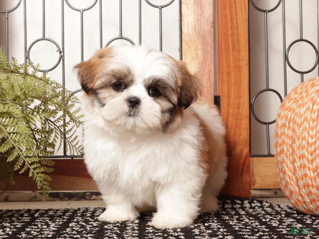 Shih Tzu dogs for sale: Aspen - ACA Shihtzu  - Ad 1