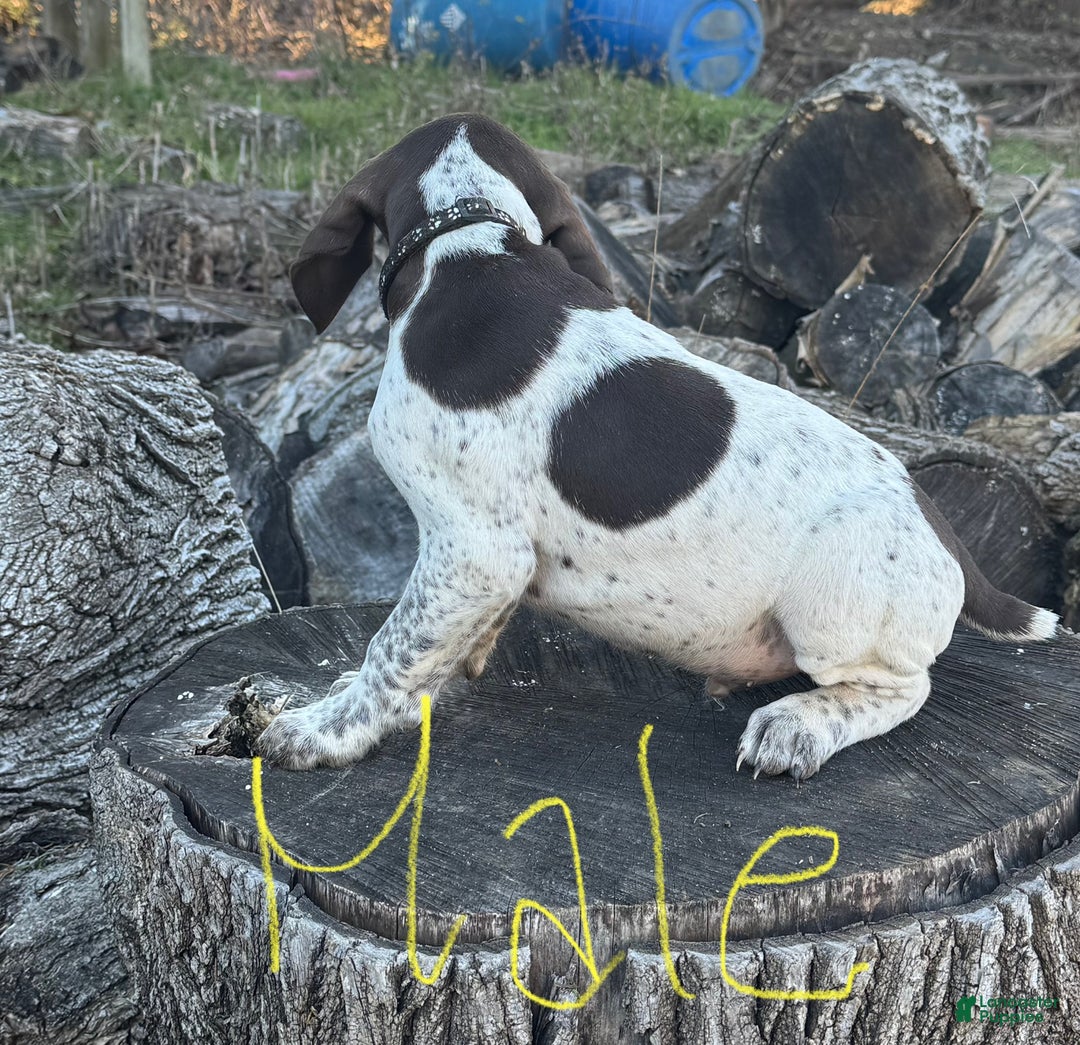 German Shorthaired Pointer dogs for sale: German Shorthaired Pointer Puppy 4 - Ad 1
