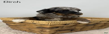 Birch
