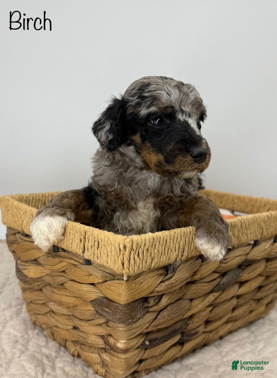 Standard Poodle dogs for sale: Birch - Ad 1