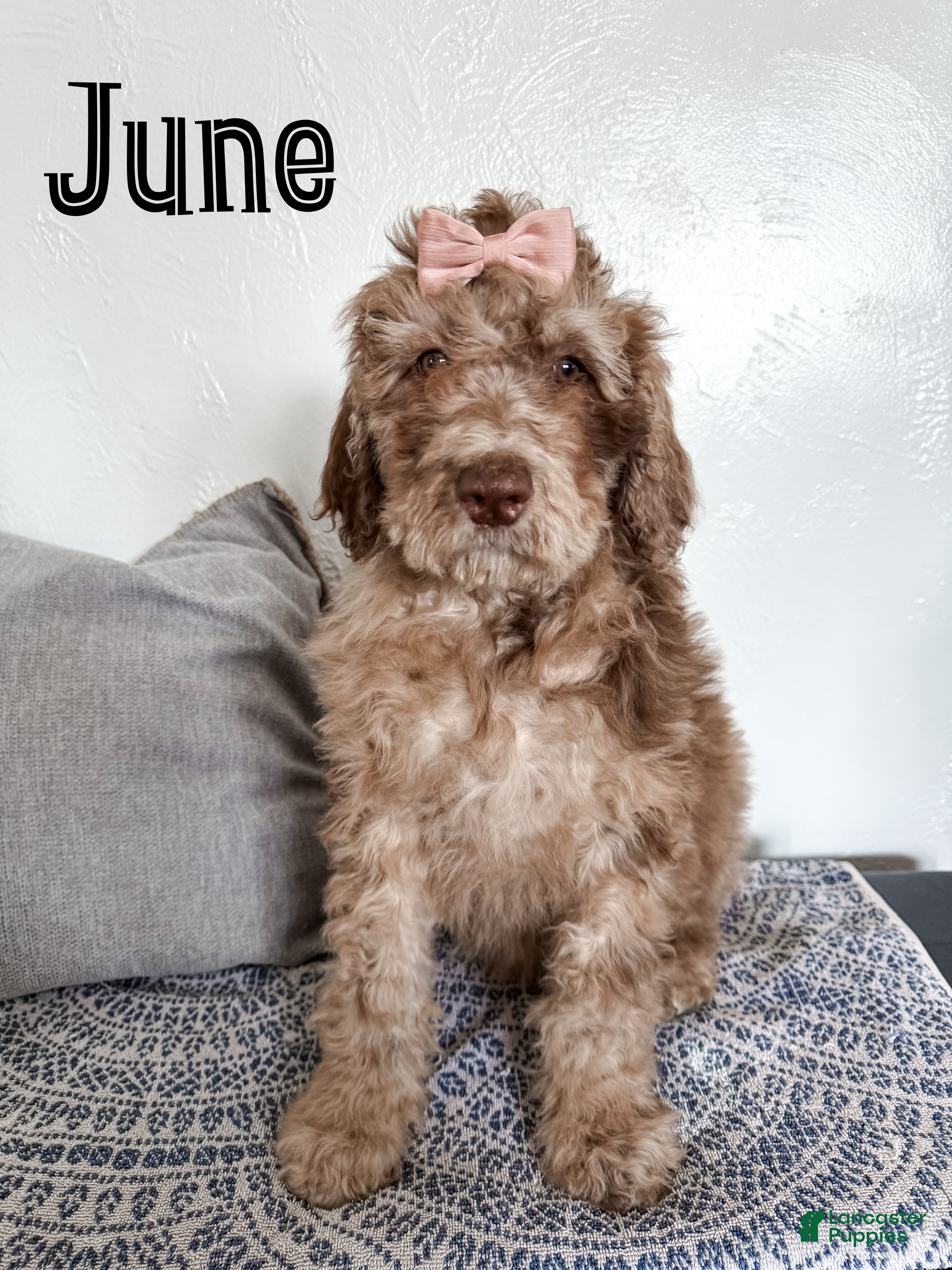 Aussiedoodle dogs June - Ad 23