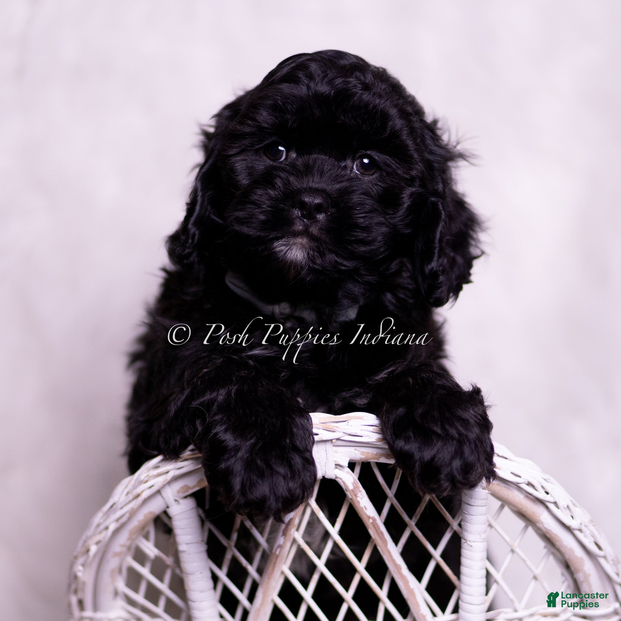 Cavapoo dogs Finn - Ad 32