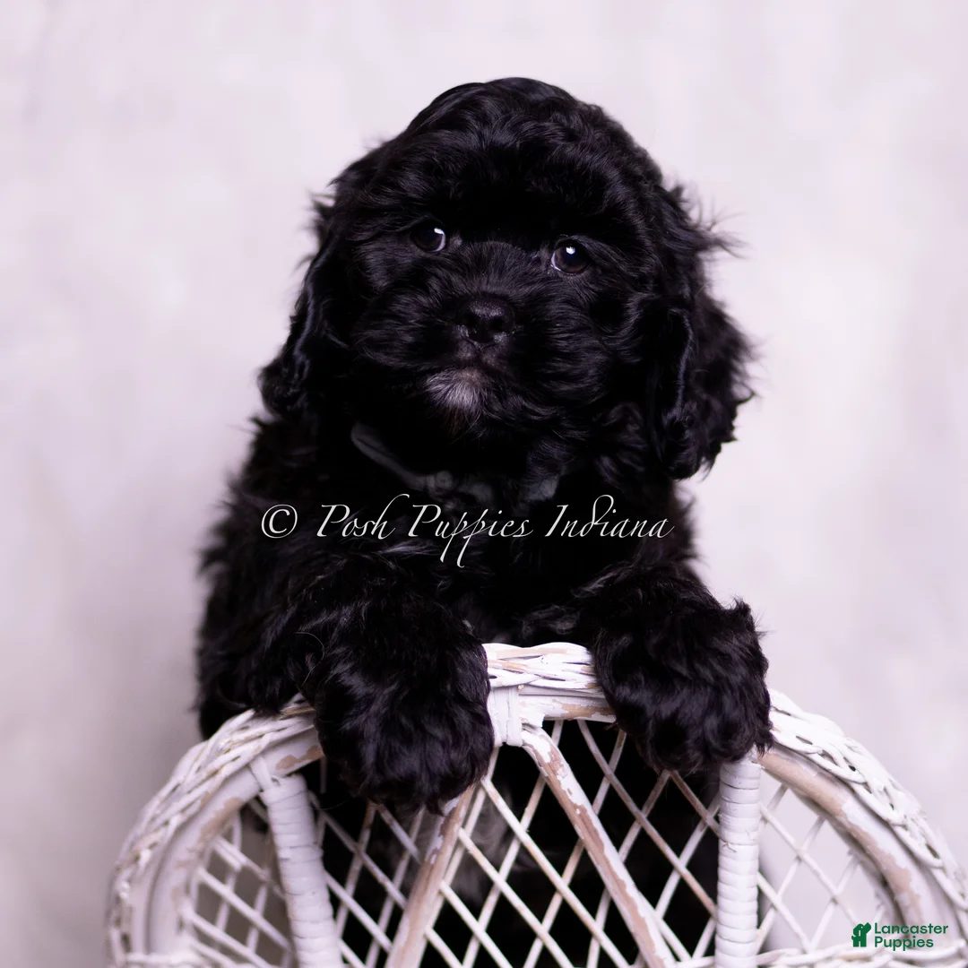 Cavapoo dogs for sale: Finn - Ad 1