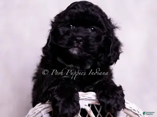 Cavapoo dogs Finn - Ad 32