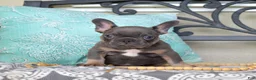 French Bulldog dogs for sale: Bruce  - Ad 5
