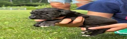 Great Dane dogs for sale: Cheyenne - Ad 5