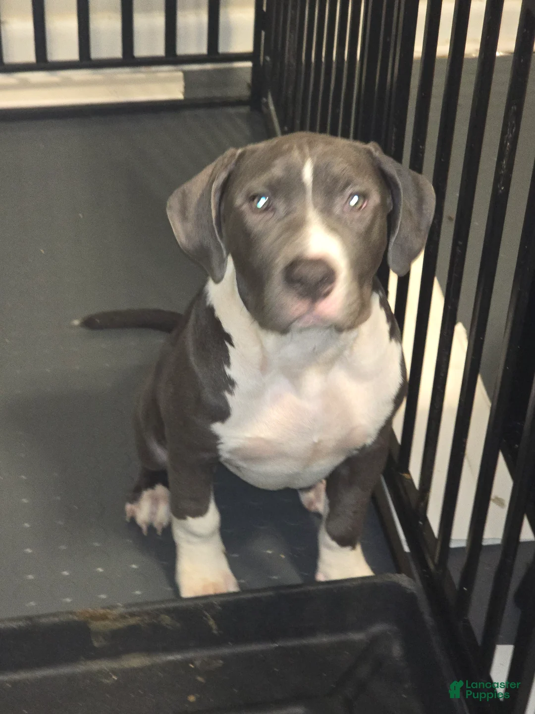 American Bully dogs for sale: Kitana - Ad 2