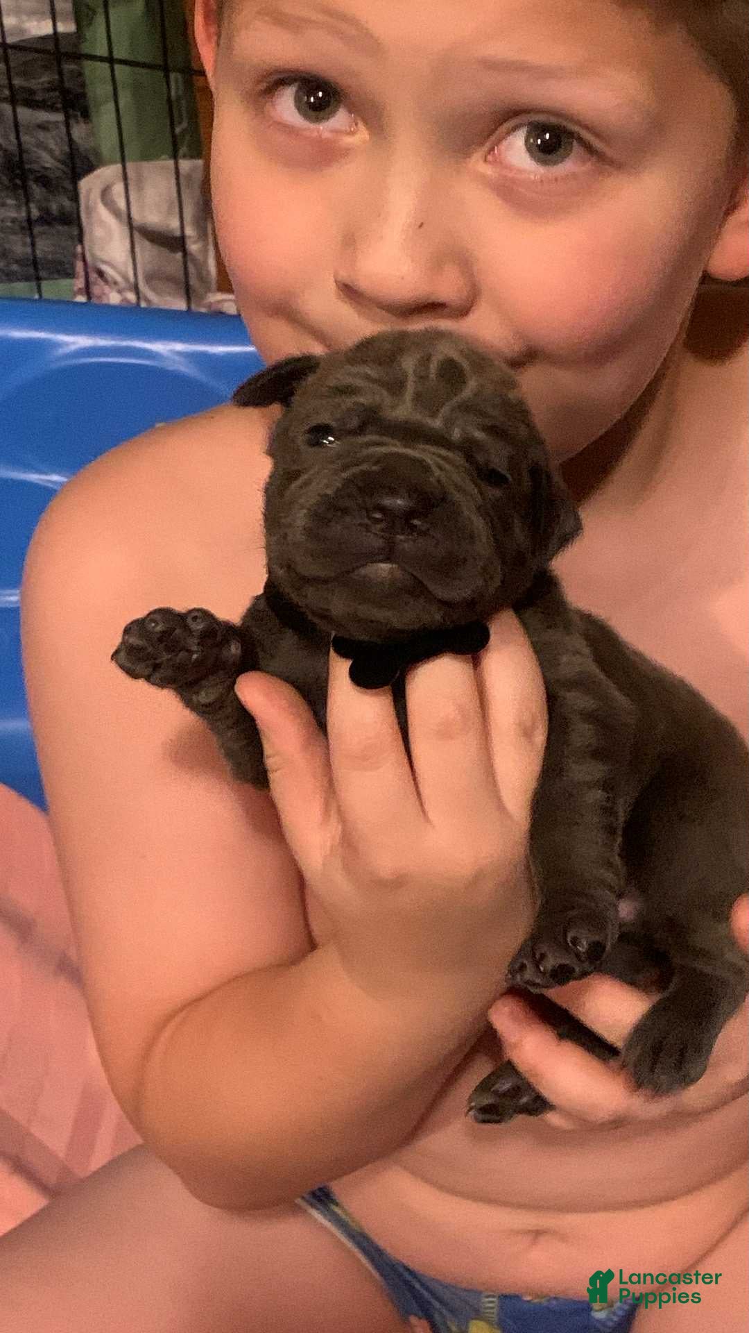 Cane Corso dogs Cane Corso Puppy 11 - Ad 40