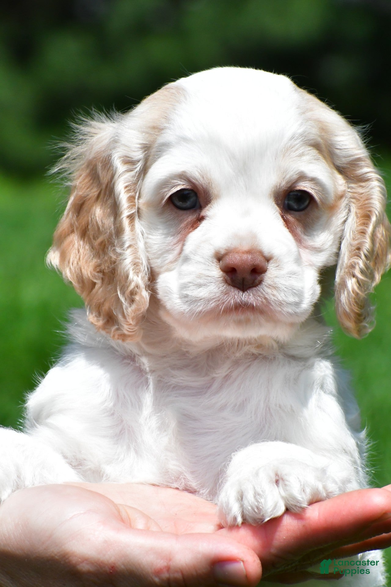 Cocker Spaniel dogs amber - Ad 1