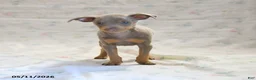 Miniature Pinscher dogs for sale: Duke - Ad 2
