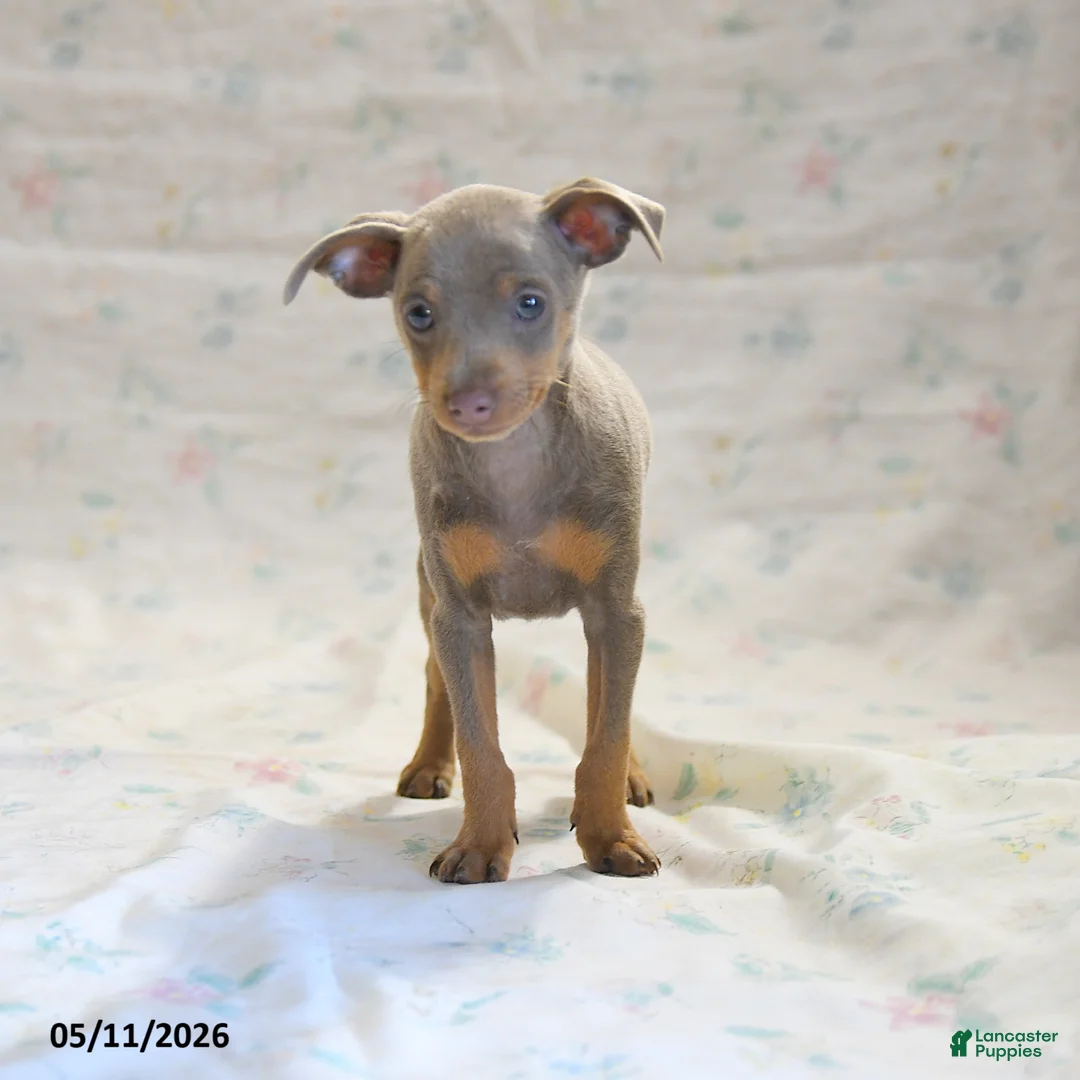 Miniature Pinscher dogs for sale: Duke - Ad 2