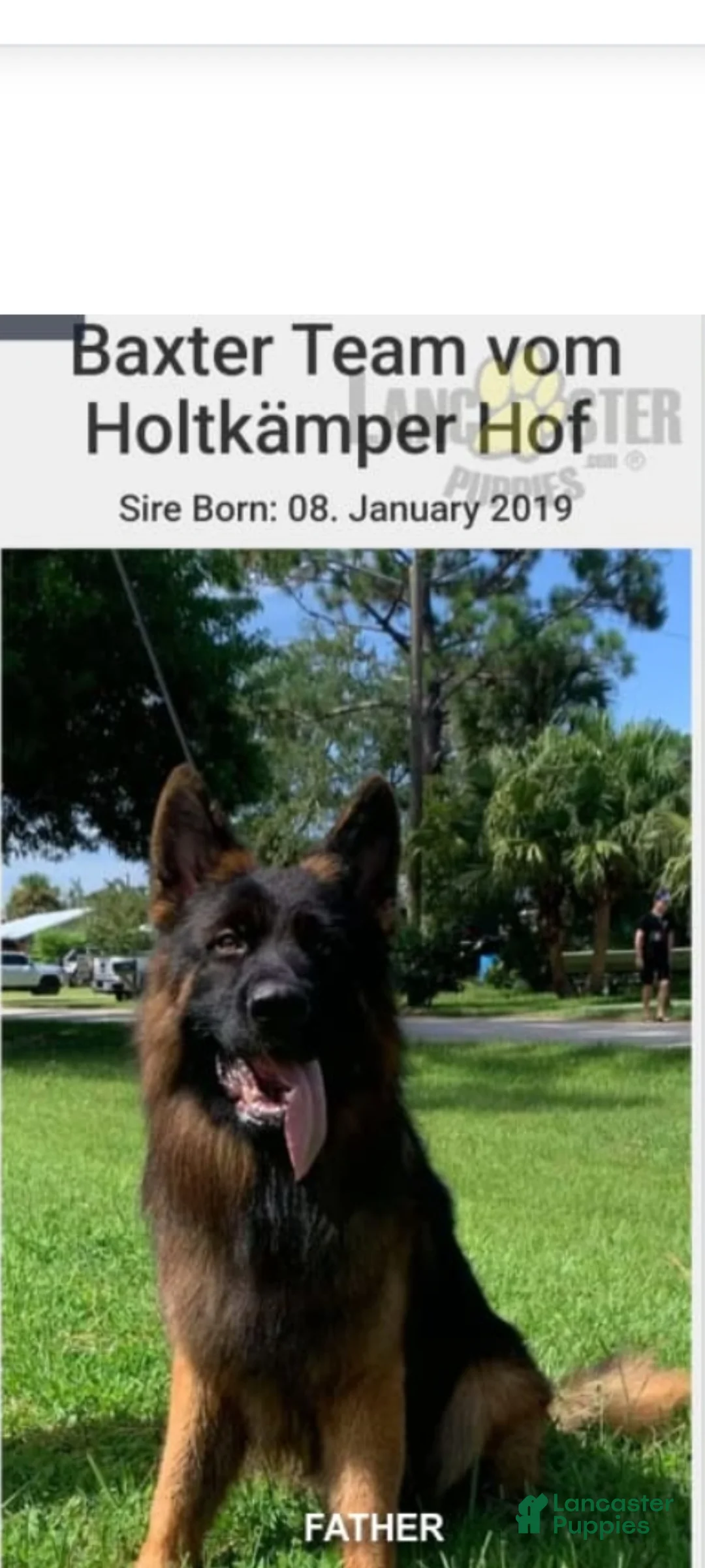 German Shepherd dogs for sale: Dasher - Ad 17