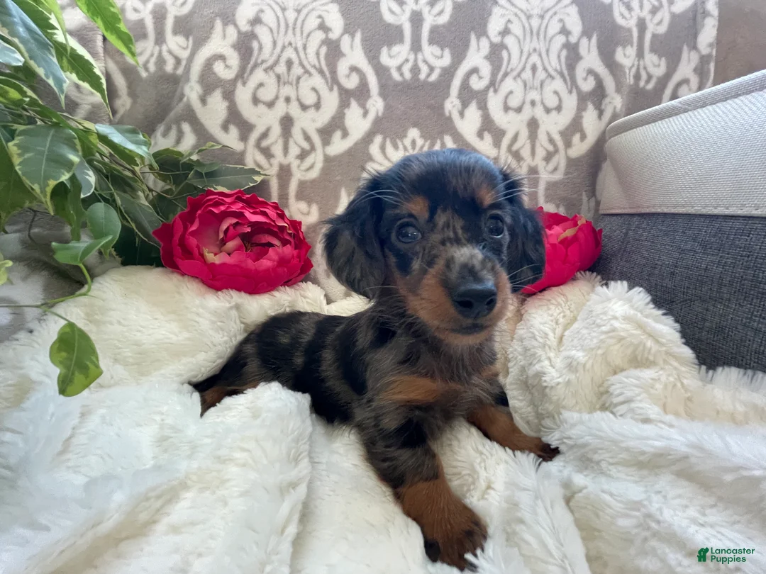Miniature Dachshund dogs for sale: Crystal - Ad 5