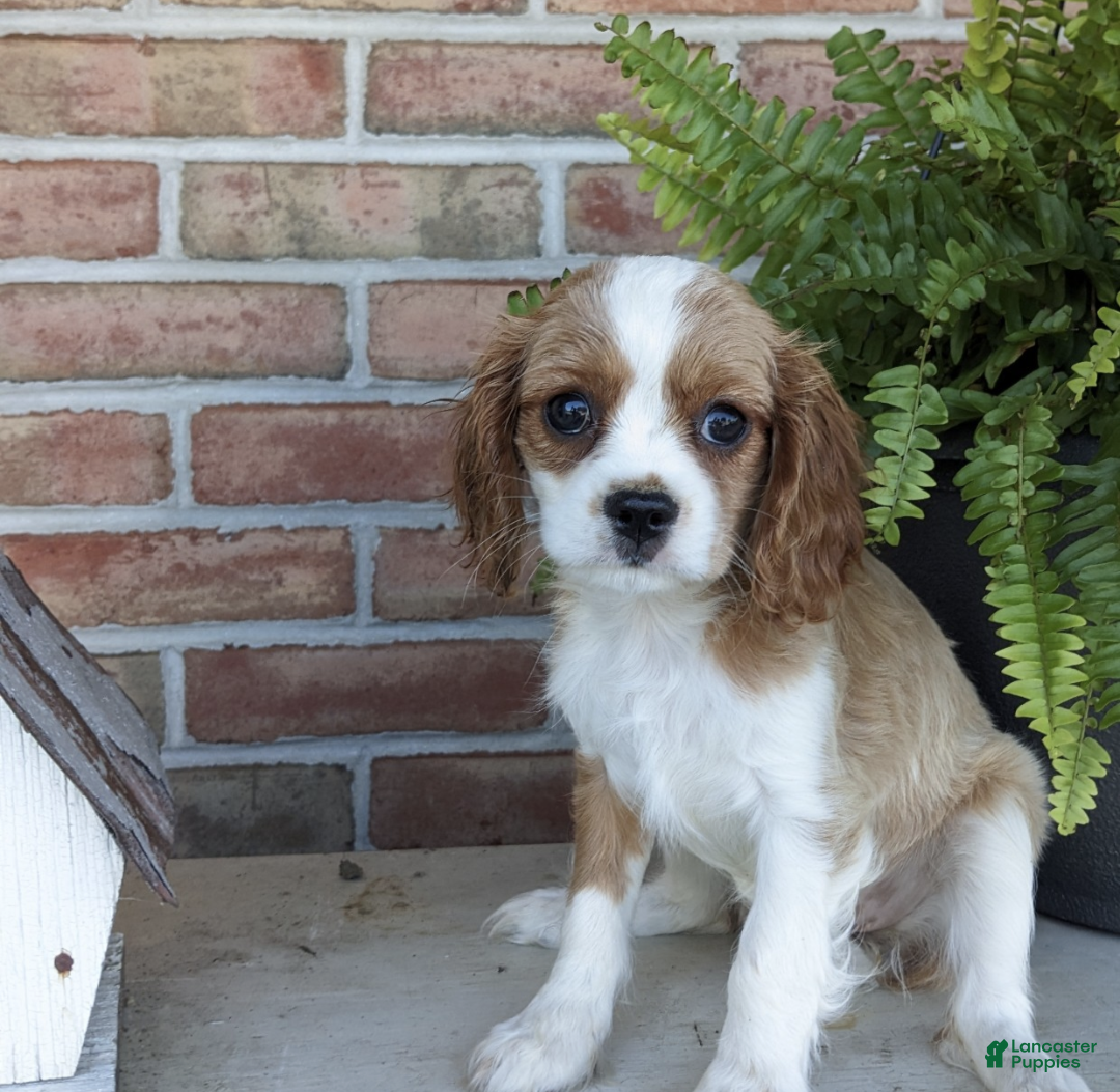 Cavalier King Charles Spaniel dogs Pumpkin - Ad 2