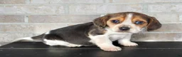 Beagle dogs for sale: Princess - Ad 5