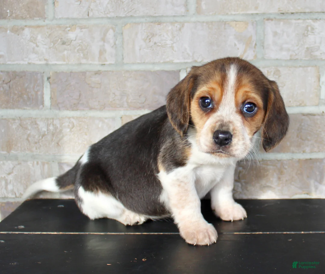 Beagle dogs for sale: Princess - Ad 5