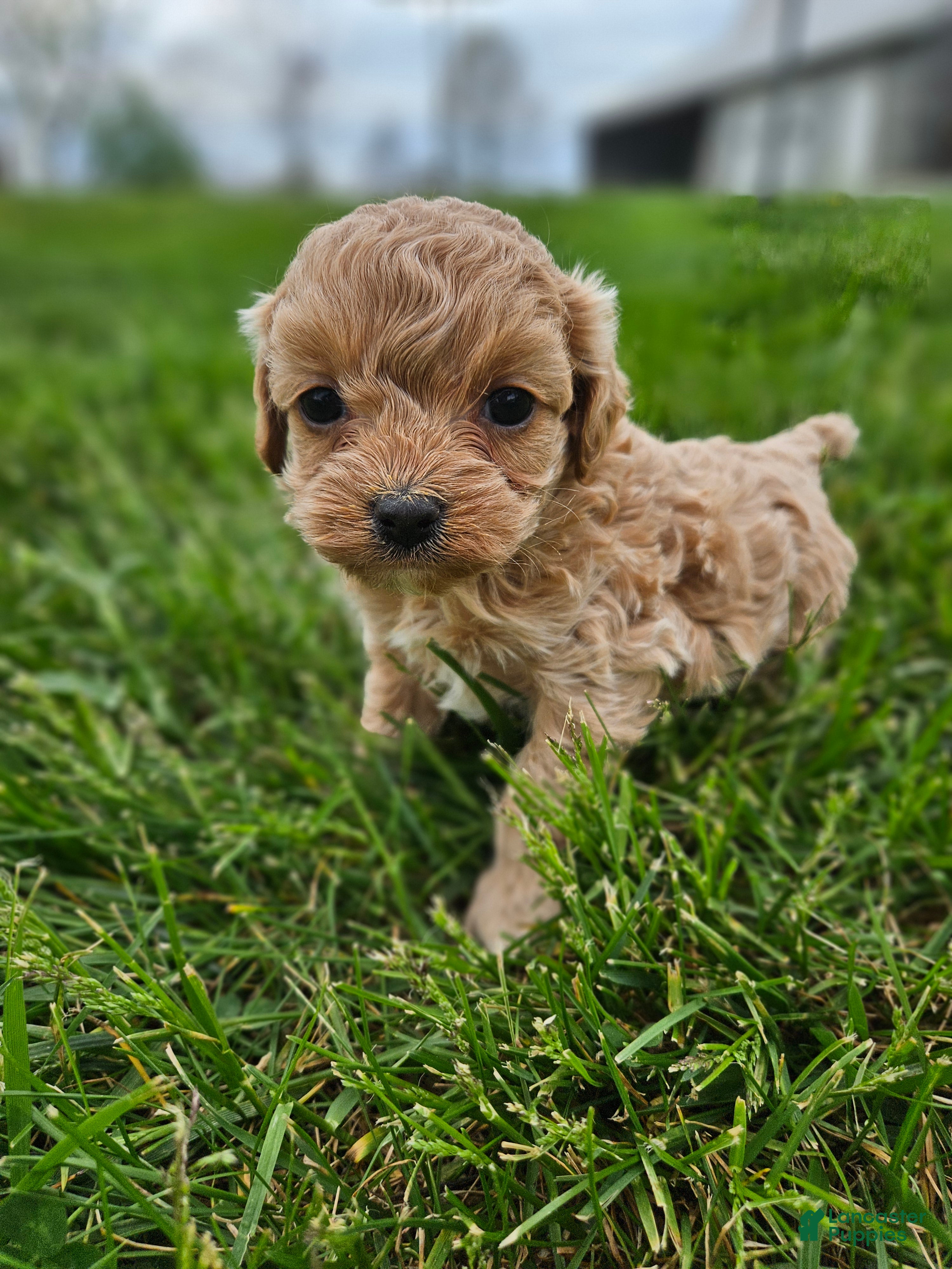 Cavapoo dogs Dolly - Ad 29