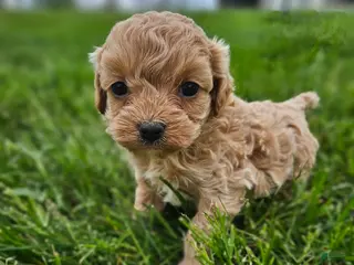 Cavapoo dogs Dolly - Ad 24